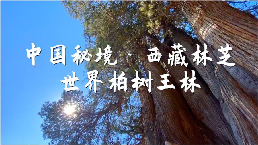 街头霸王5